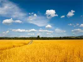 創(chuàng)新引領(lǐng)，綠色儲(chǔ)糧